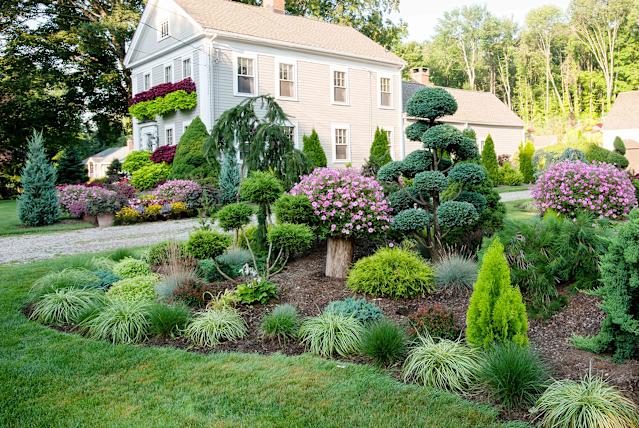 Trees & Shrubs